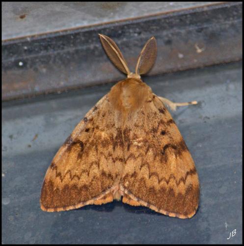 Lymantria dispar
